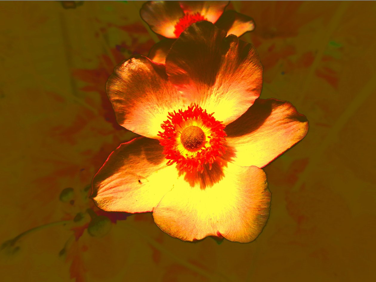 Blume av Martina Konitzky