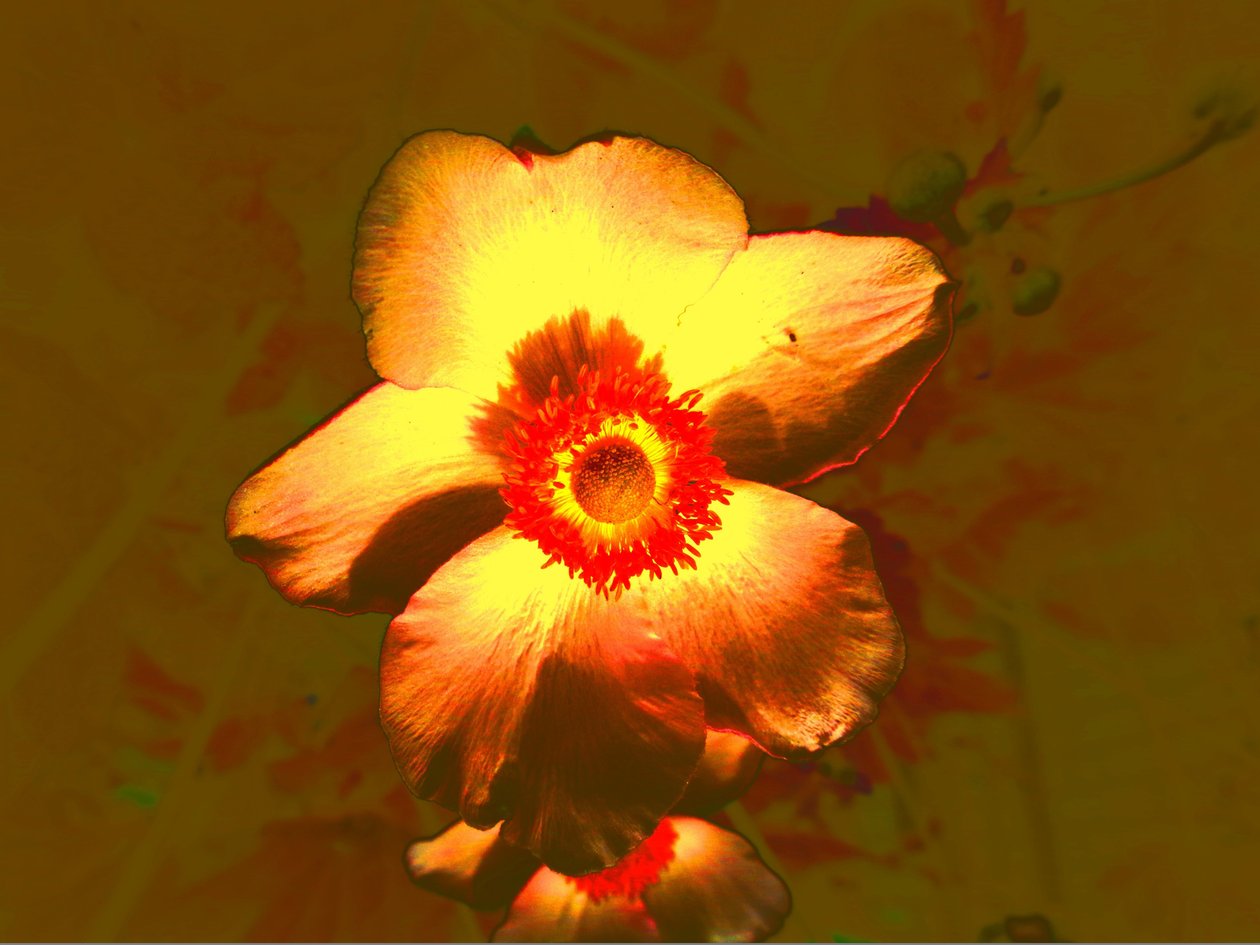 Blume av Martina Konitzky