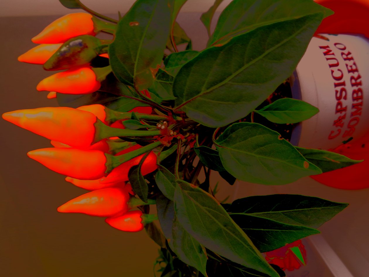 Capsicum av Martina Konitzky