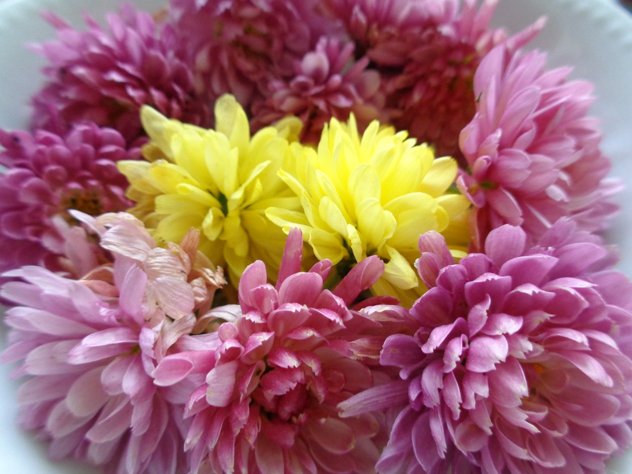 krysantemum blomster av Martina Konitzky