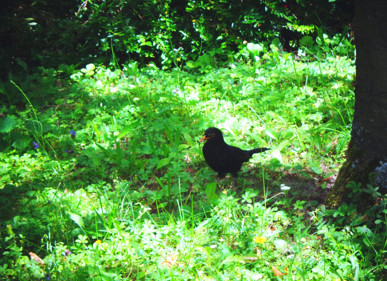 Blackbird på en sommerdag av Martina Konitzky