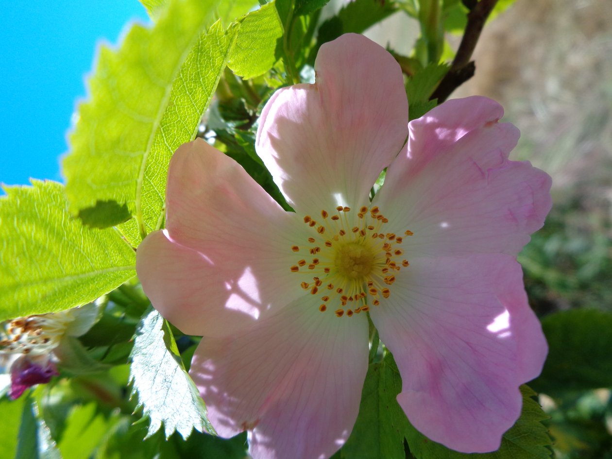 Heckenrose av Martina Konitzky