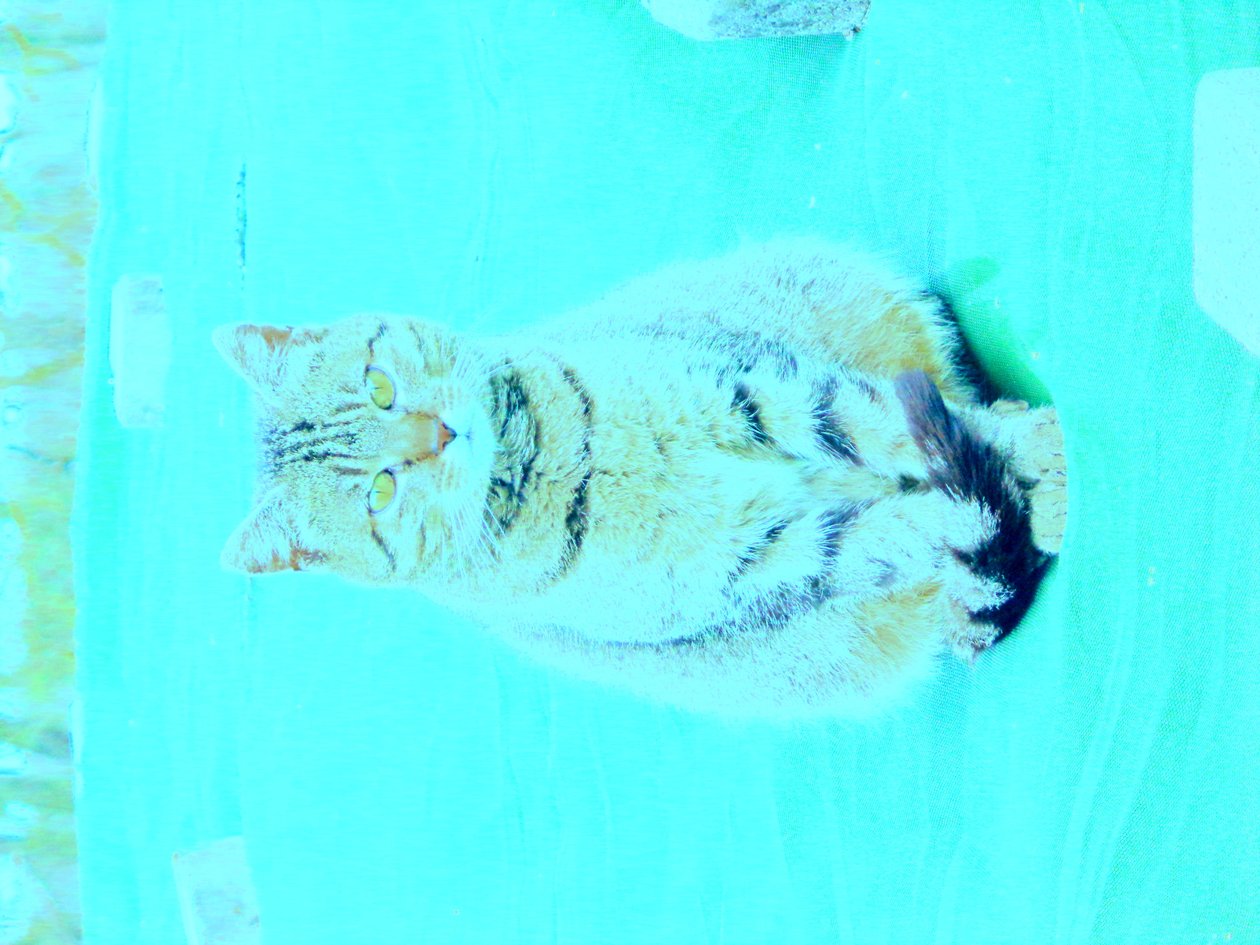 Kitty av Martina Konitzky