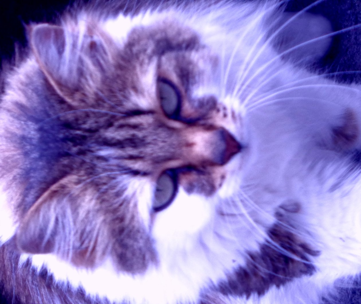 Kitty Lila av Martina Konitzky