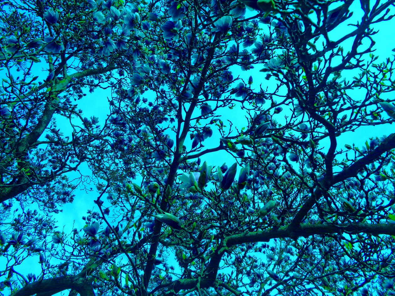 Magnolia blå av Martina Konitzky