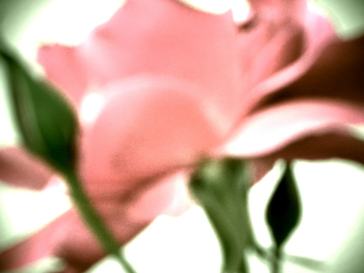 Rose Pastell av Martina Konitzky
