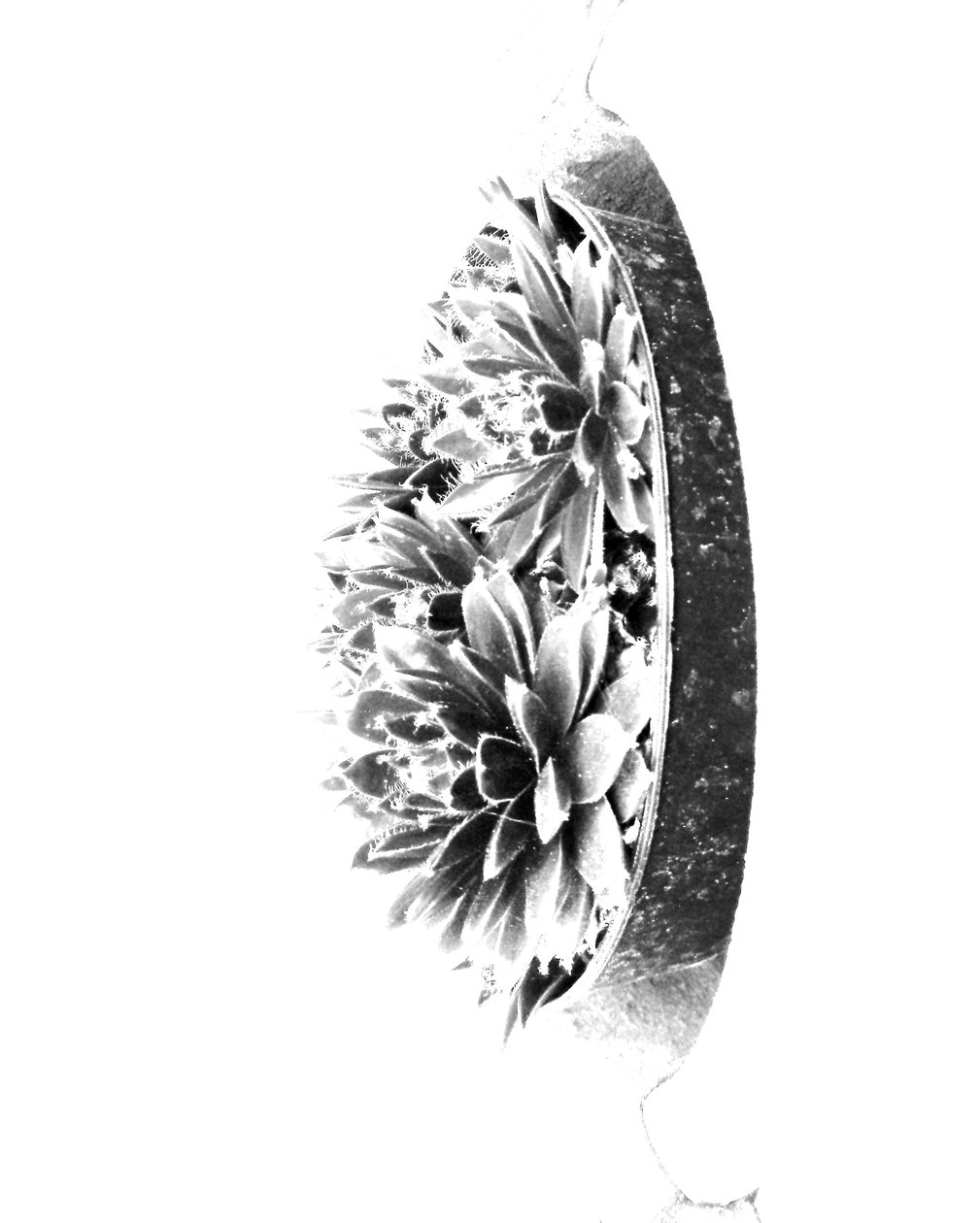 Planter av Martina Konitzky