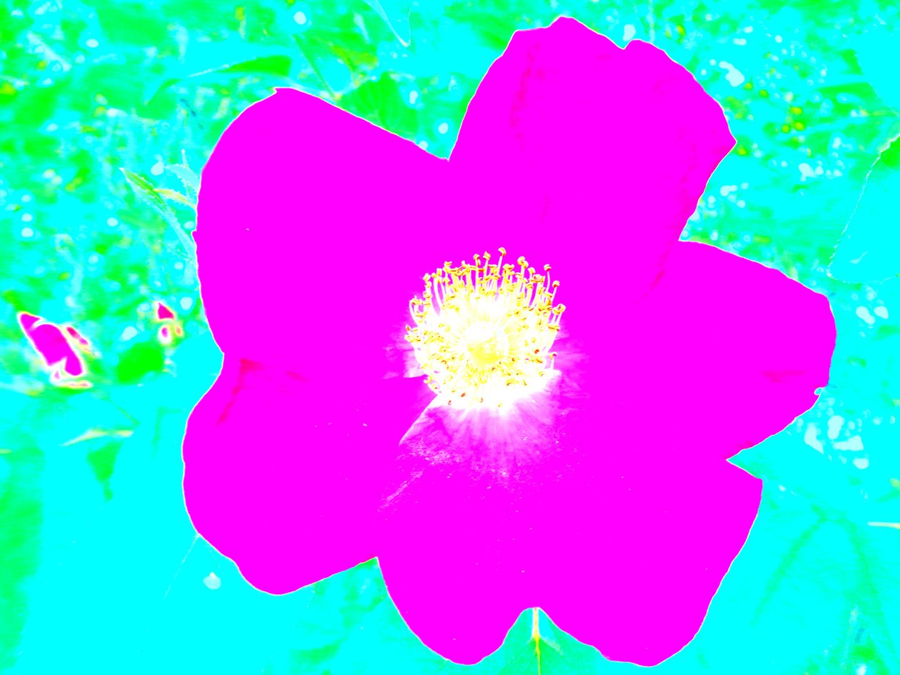 Pop Art Homage Andy Warhol av Martina Konitzky