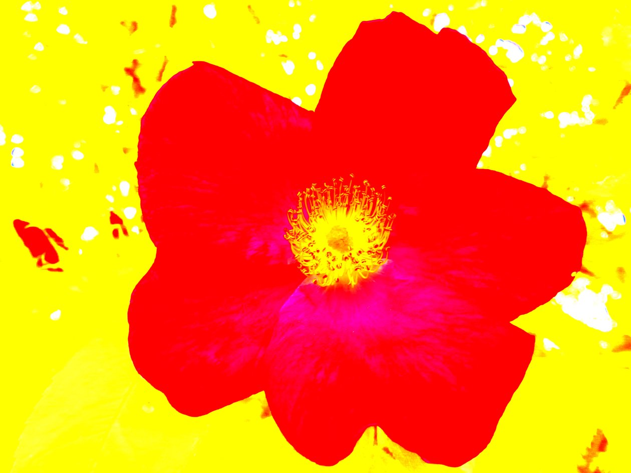 Pop Art Homage Andy Warhol av Martina Konitzky