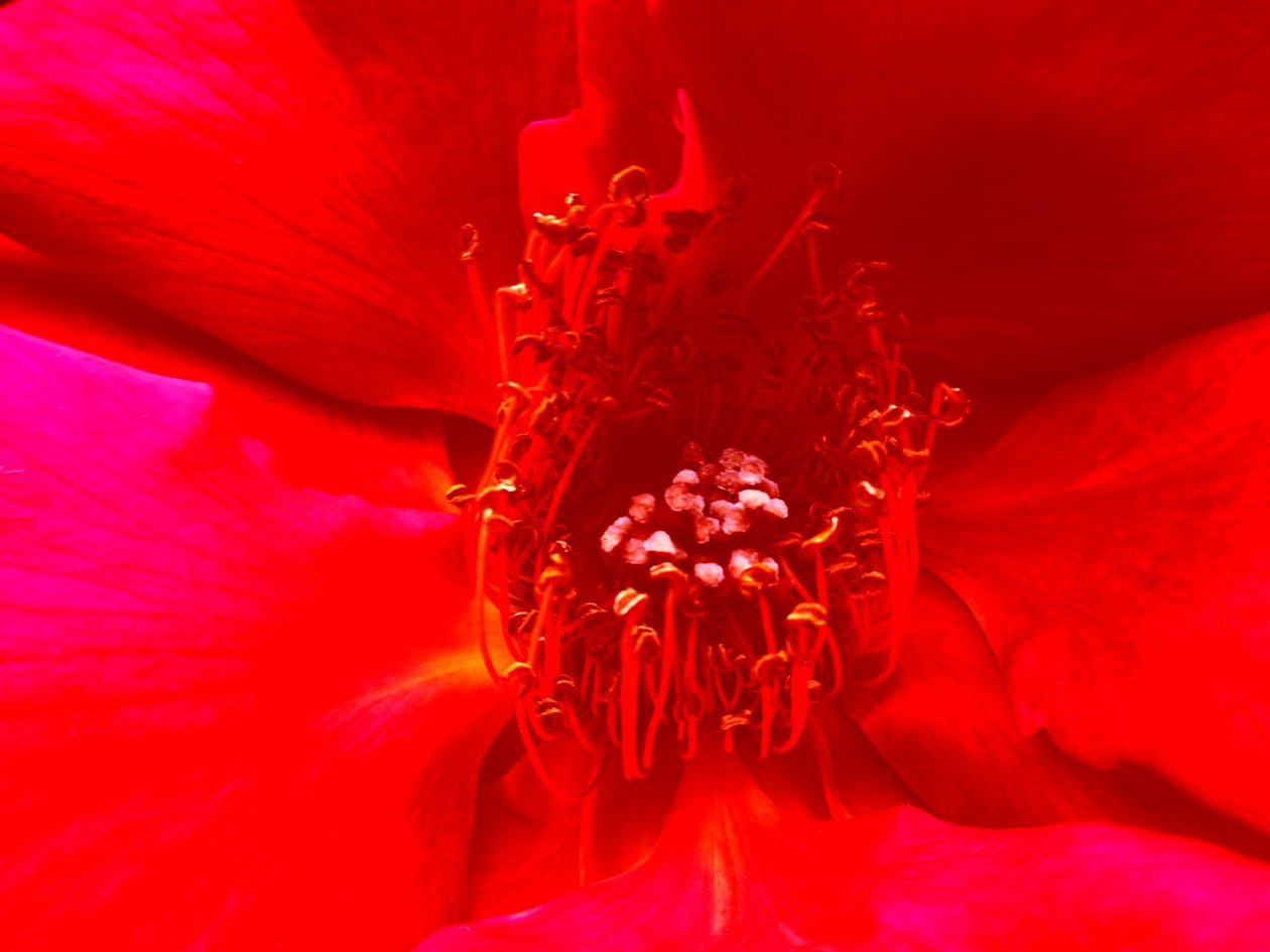 Rose av Martina Konitzky