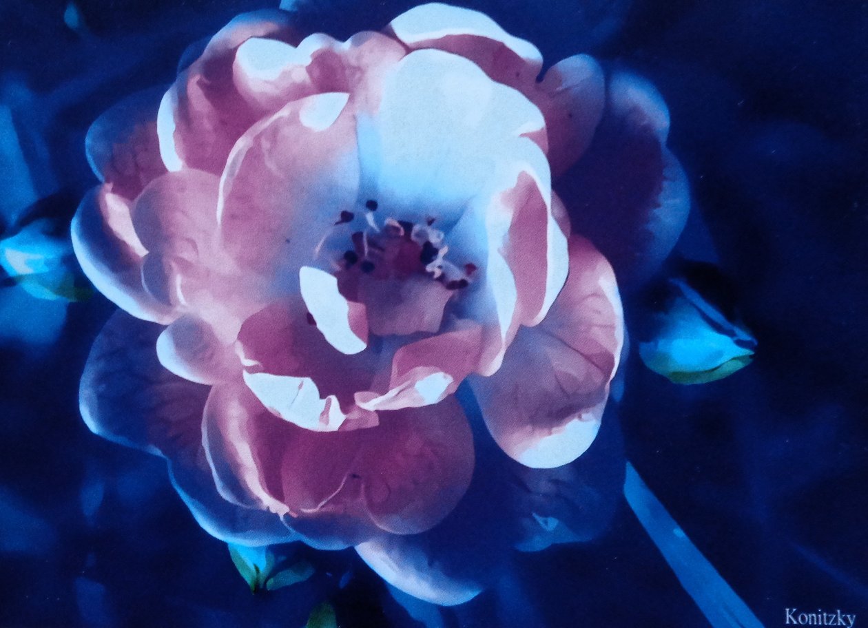 Rose av Martina Konitzky