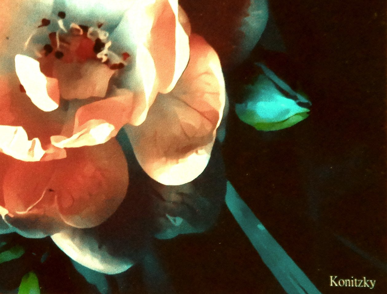 Rose av Martina Konitzky