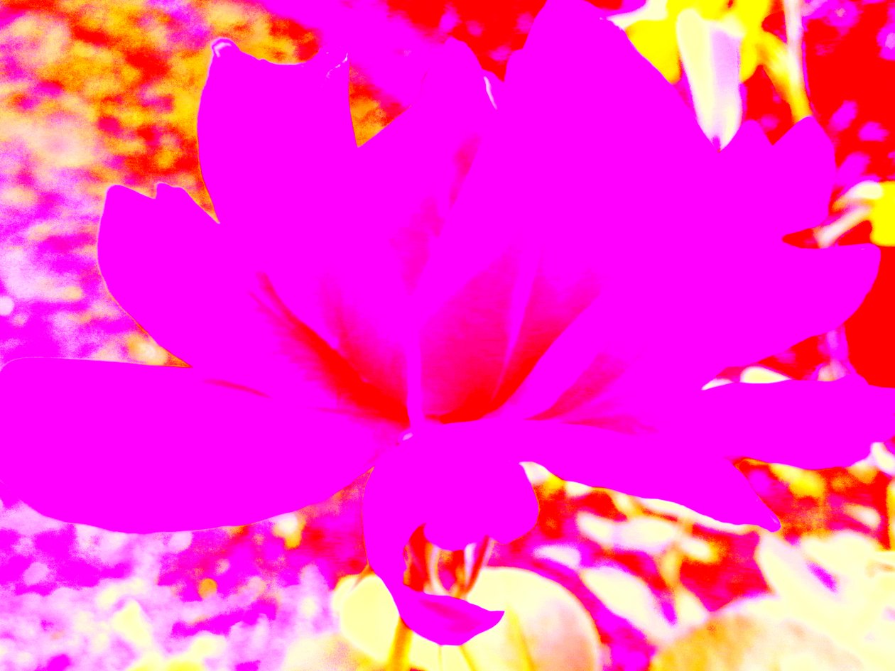 Rose digital kunst av Martina Konitzky