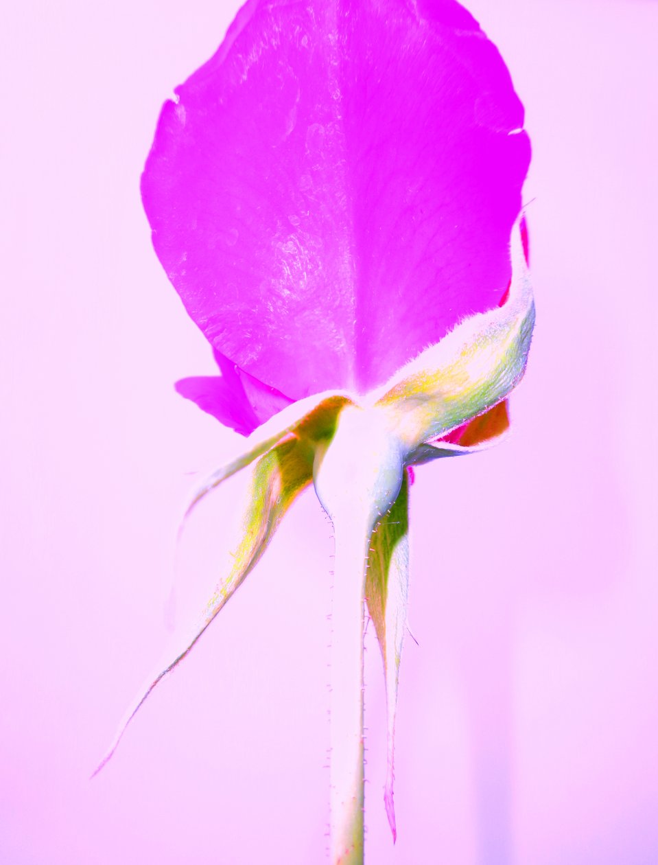 Rose Lila av Martina Konitzky