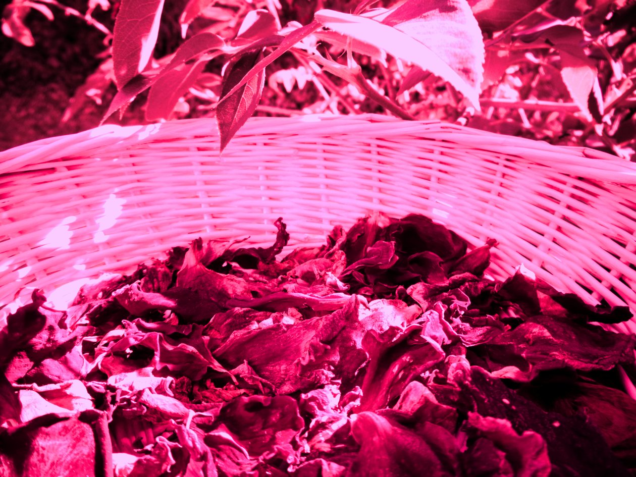 Roseblader potpourri av Martina Konitzky