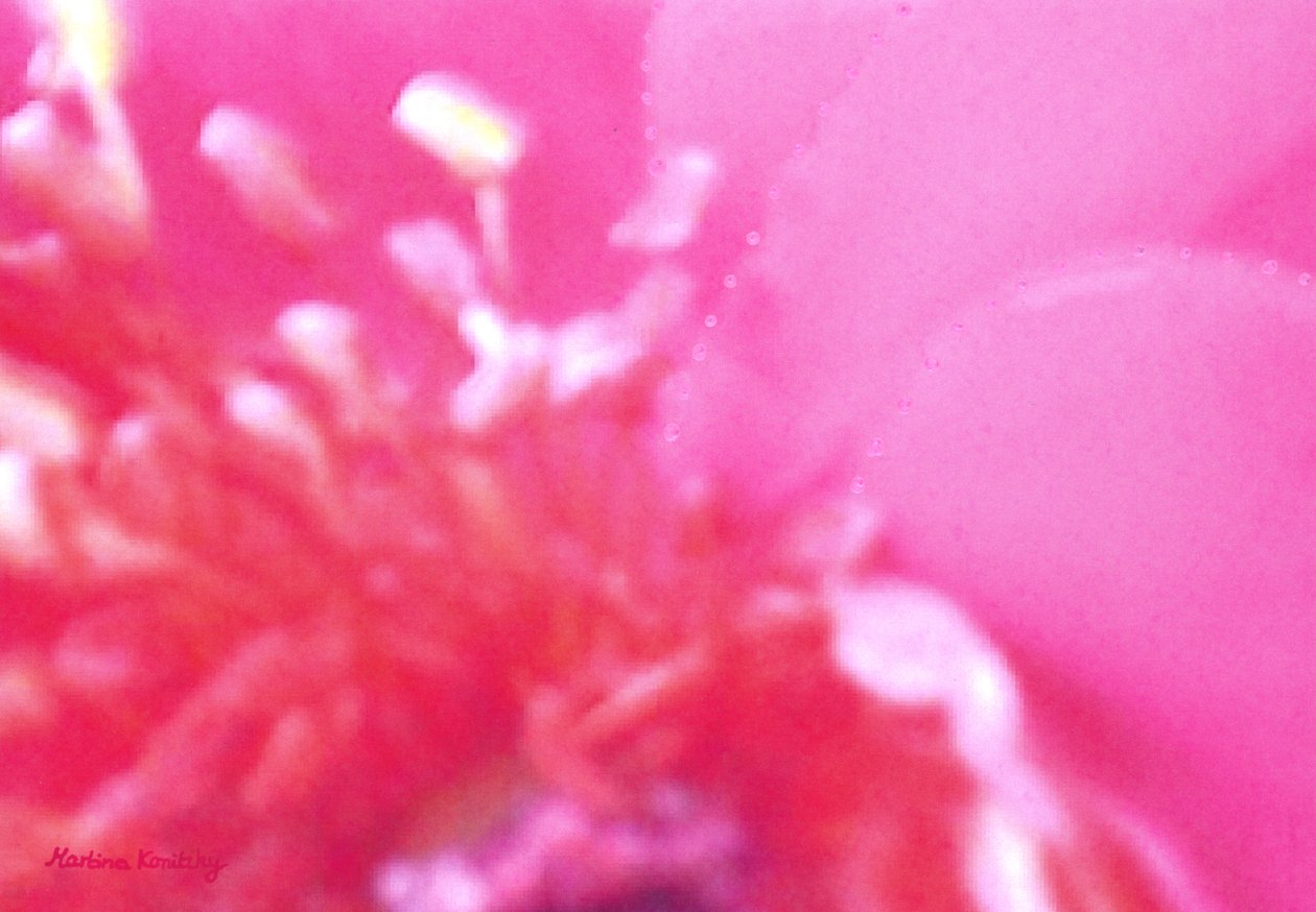 Rose duft 1 av Martina Konitzky