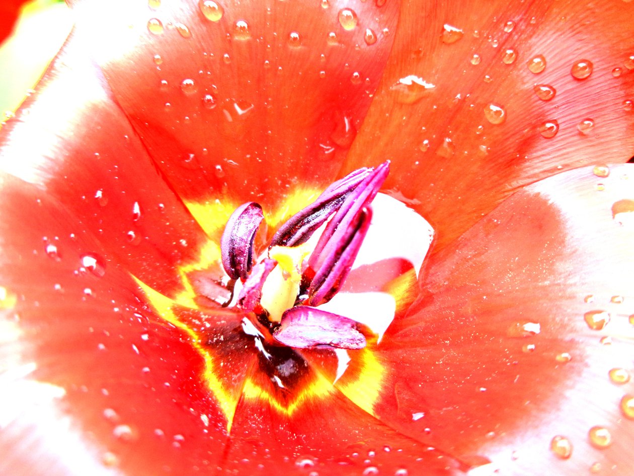 Tulipaner av Martina Konitzky