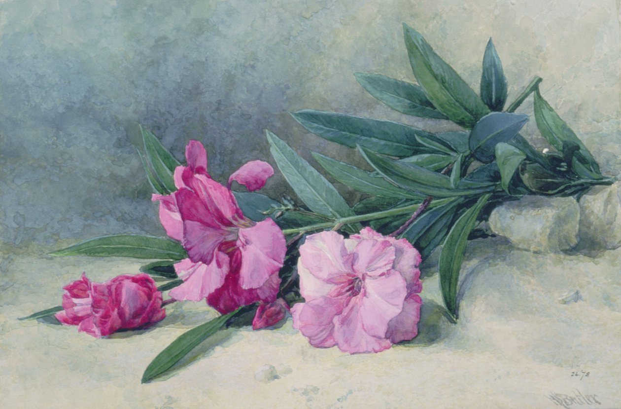 Oleander Blossom (akvarell) av Mary E. Butler