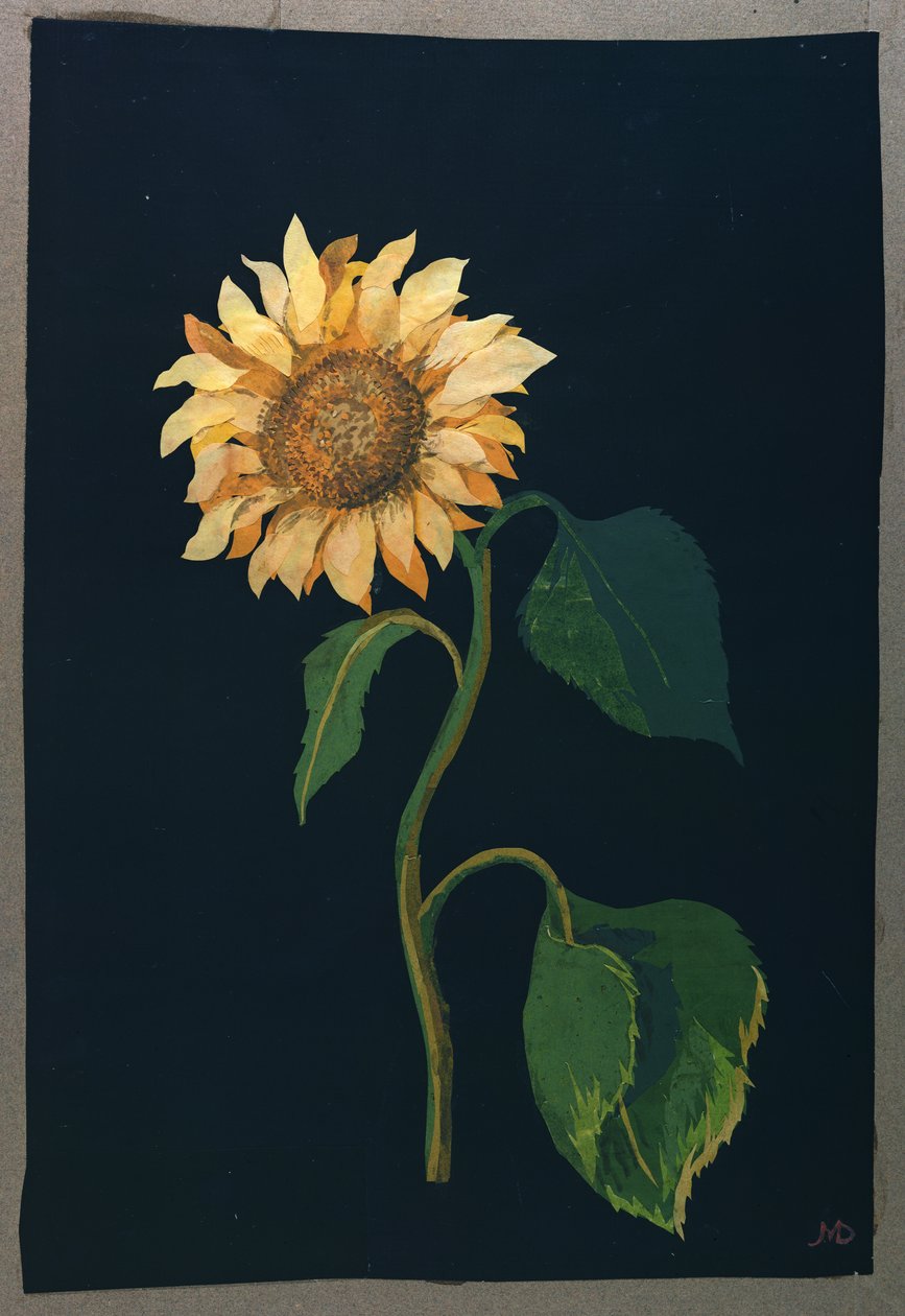 Solsikke (papircollage) av Mary Granville Delany