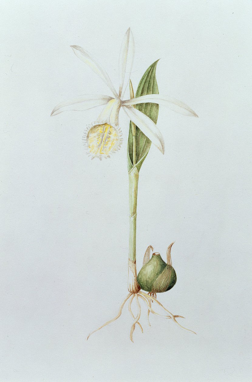 Pleione Formosana Alba (wc på papir) av Mary Kenyon Slaney