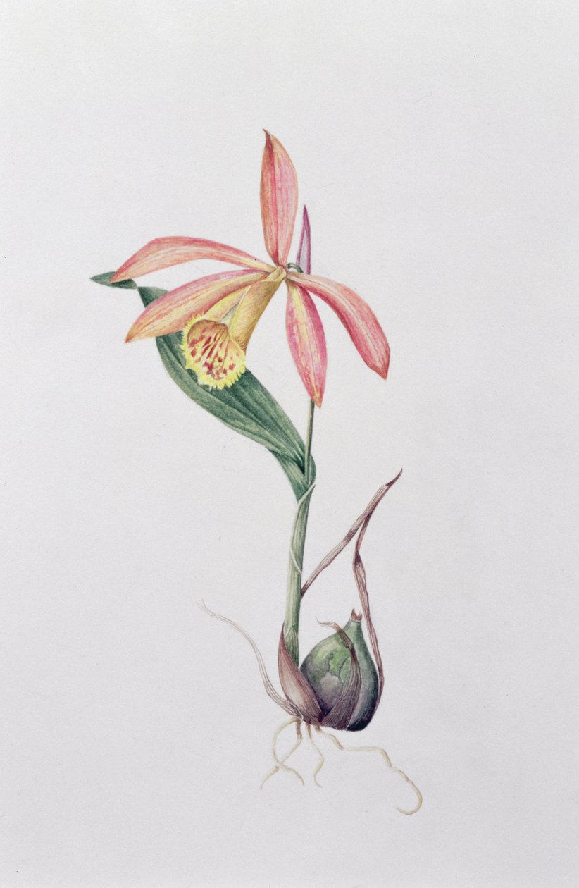 Pleione Zeus Wildstein (wc på papir) av Mary Kenyon Slaney