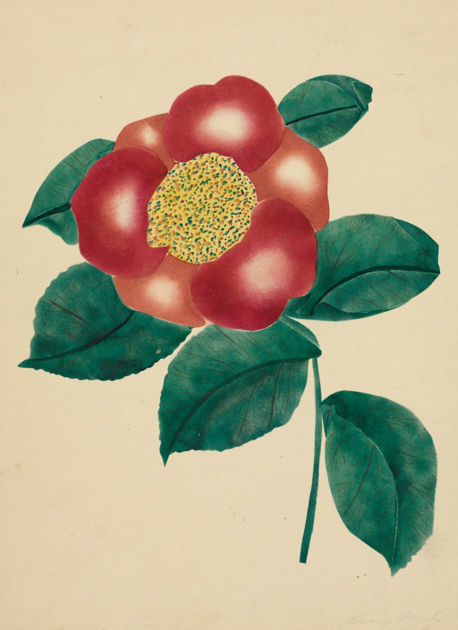 kinesisk blomst. av Mary Altha Nims