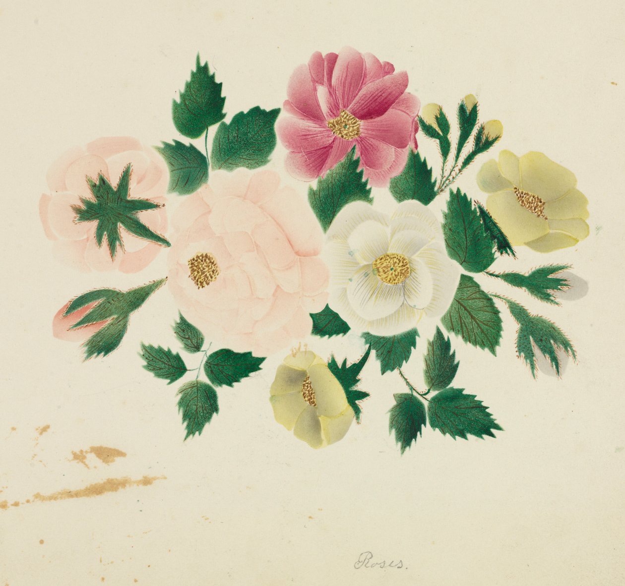 juni roser. av Mary Altha Nims