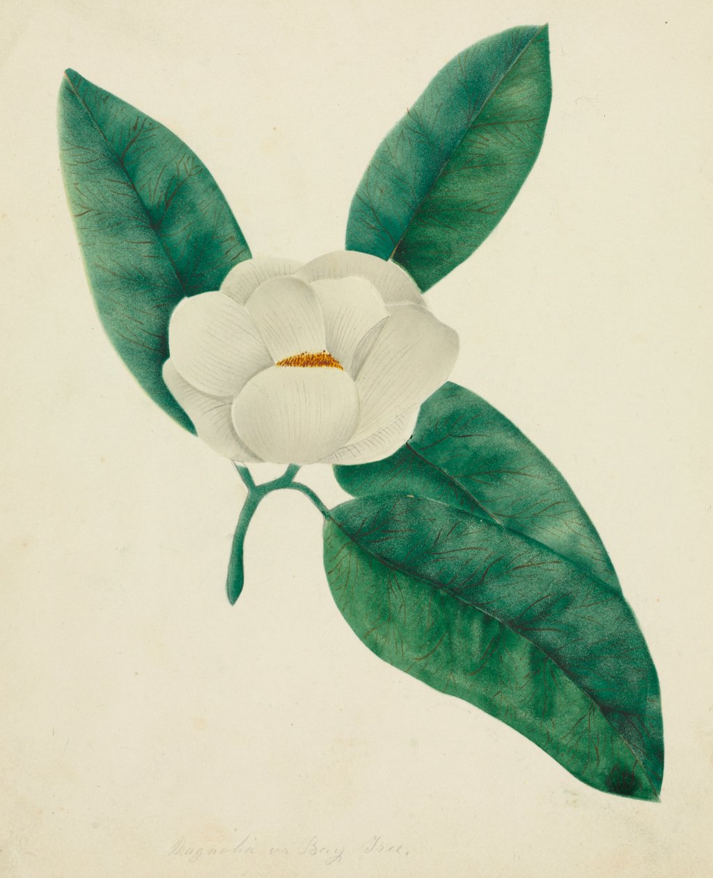 Magnolia. av Mary Altha Nims