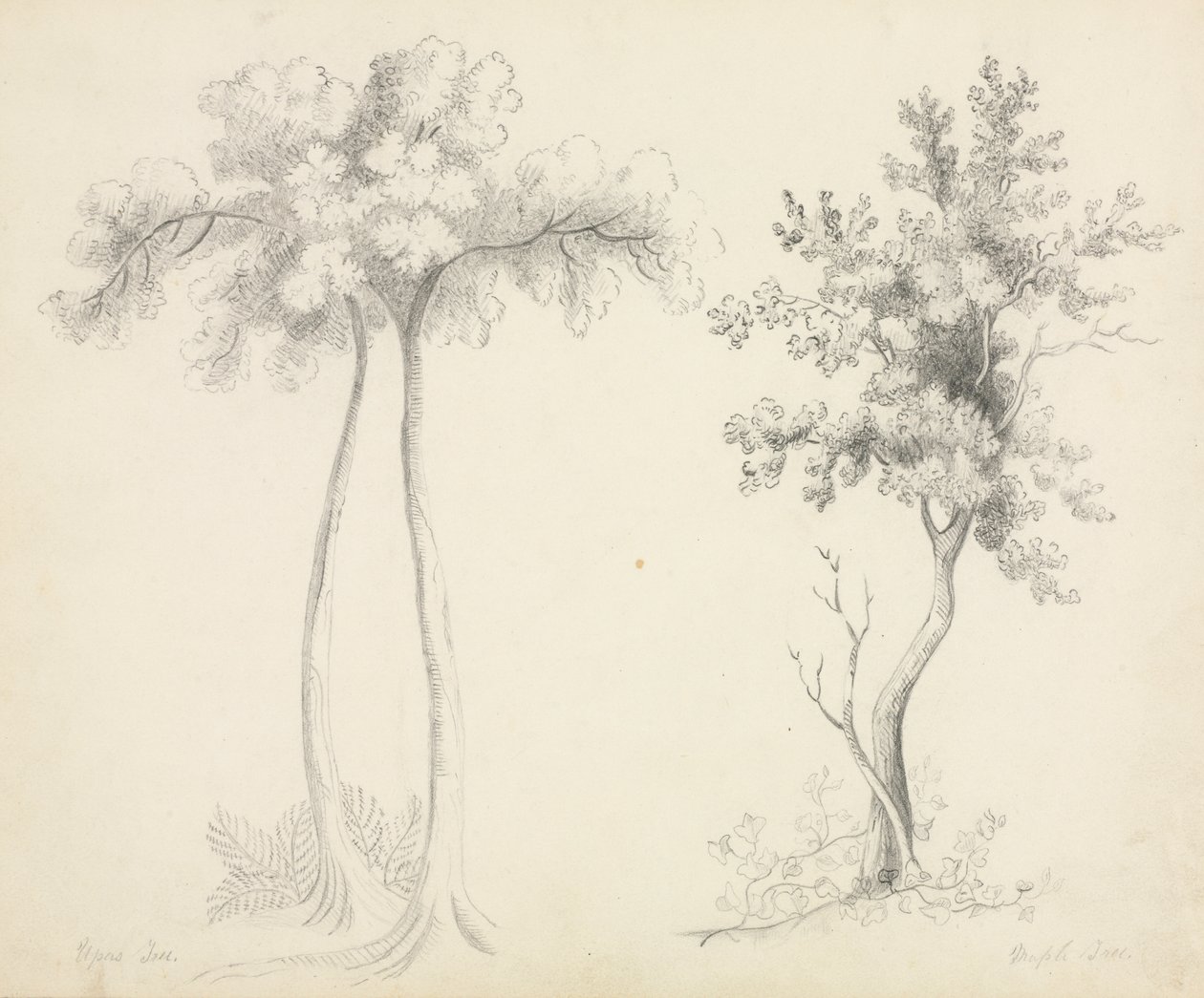 Studier av Upas og Maple Trees. av Mary Altha Nims