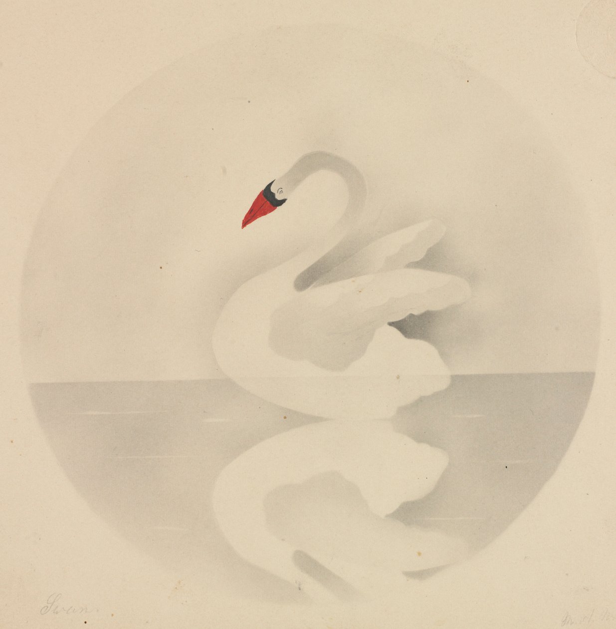 Svane. av Mary Altha Nims