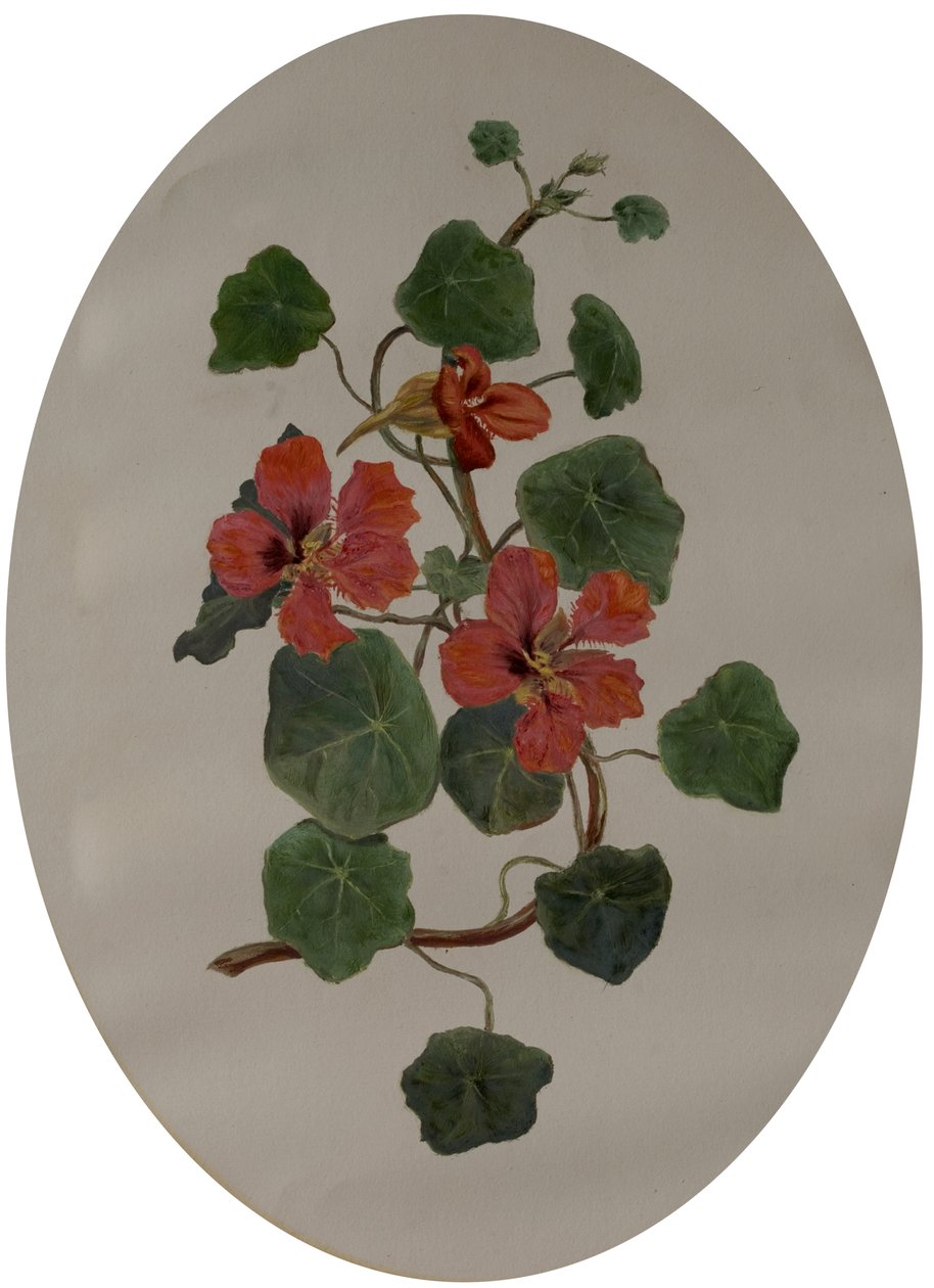 Nasturtiums, ca. 1870 (olje på papir) av Mary Dakeyne Townroe