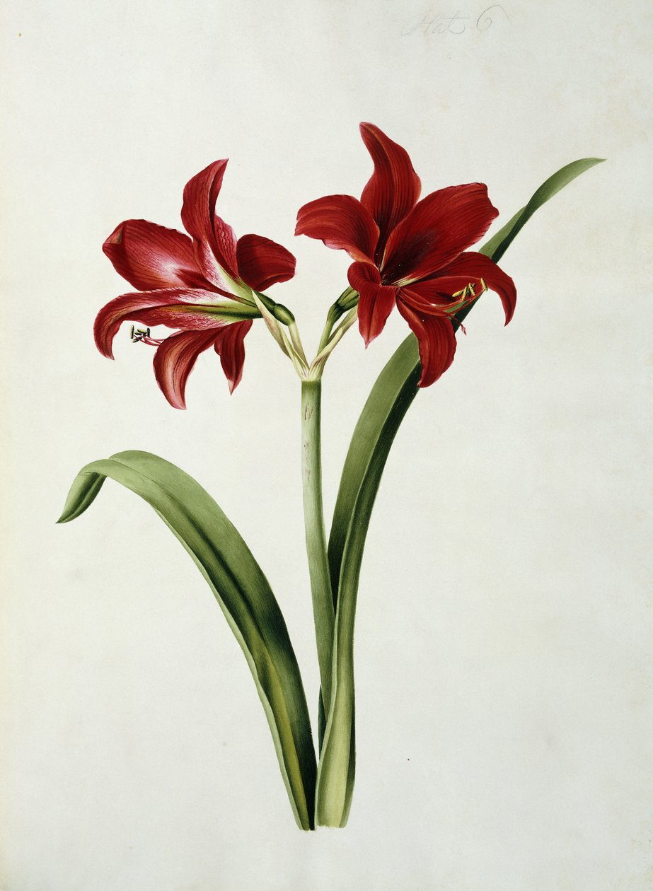 Rød amaryllis av Mary Elizabeth Rosenberg