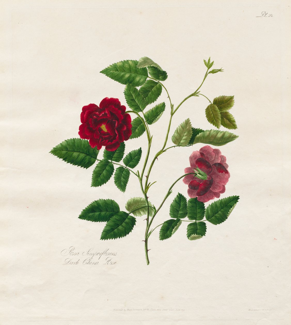 En samling av roser fra naturen: Dark China Rose av Mary Lawrence