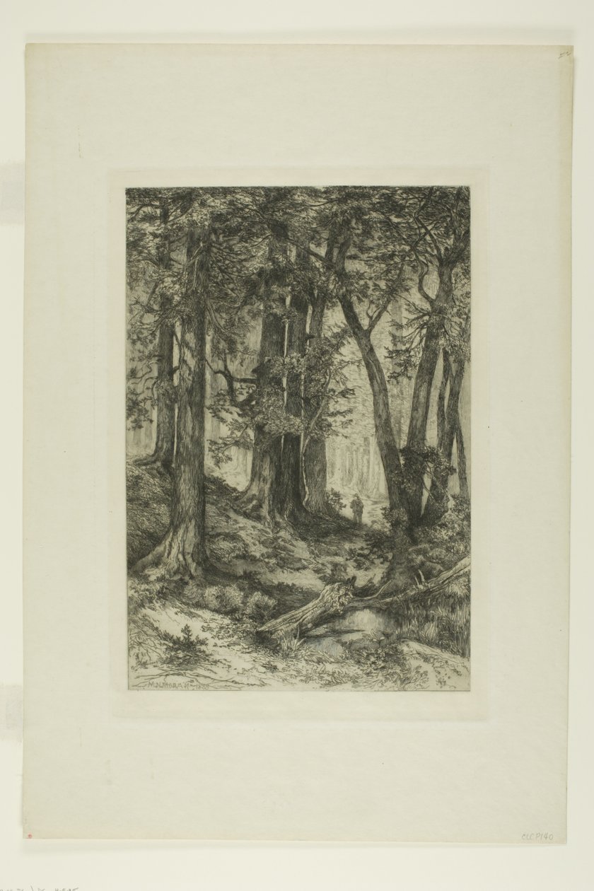 En California-skog av Mary Nimmo Moran