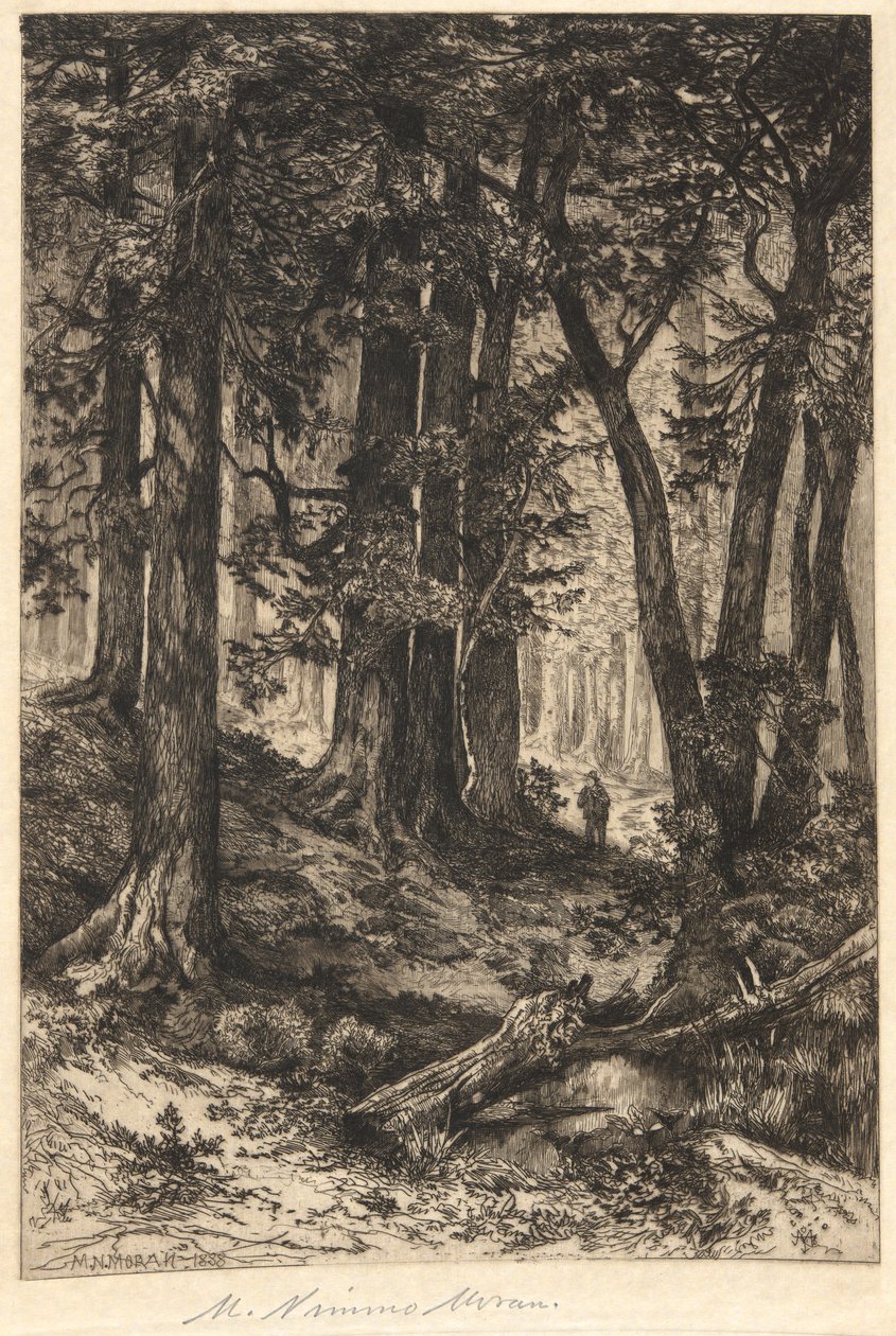 Uten tittel (skogsscene) av Mary Nimmo Moran