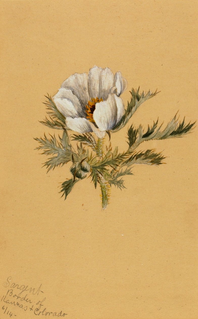  av Mary Vaux Walcott