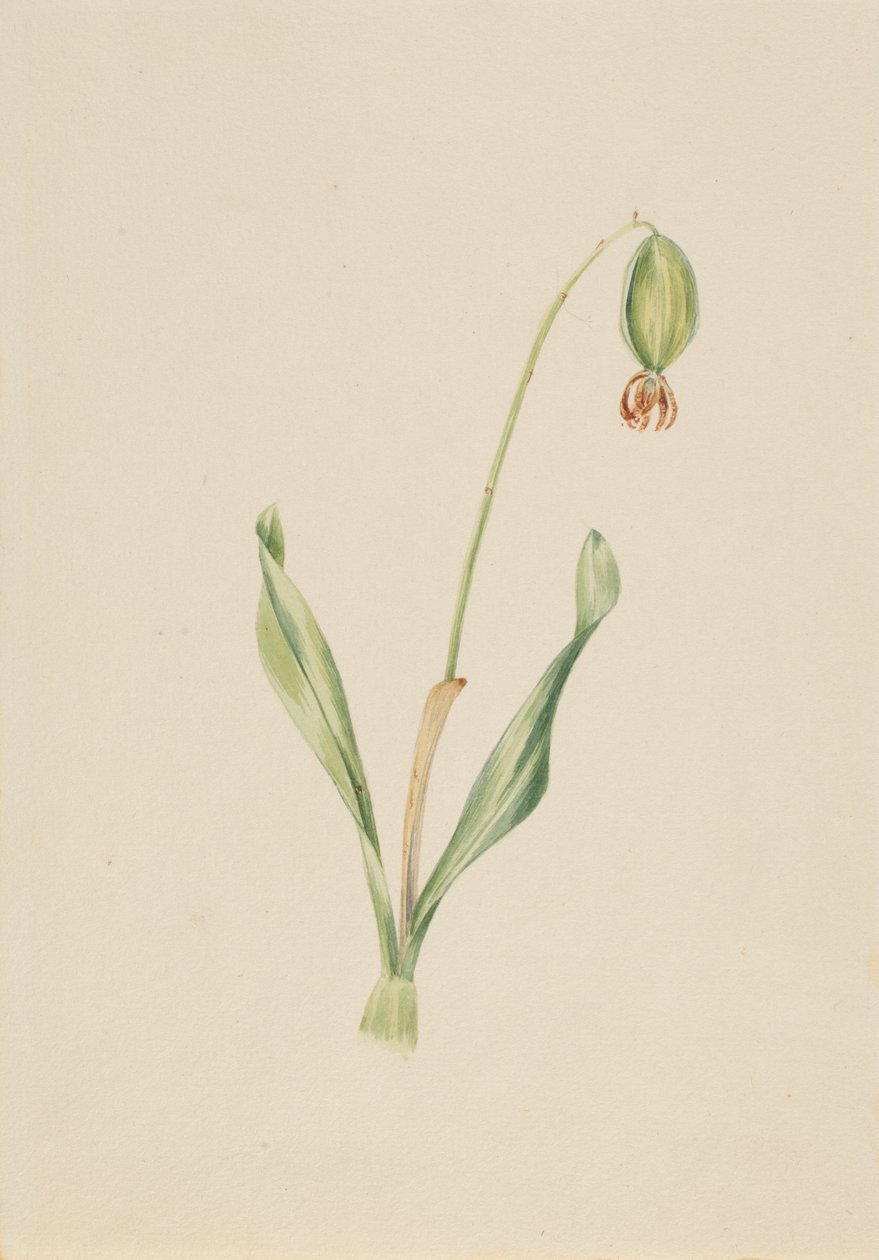  av Mary Vaux Walcott