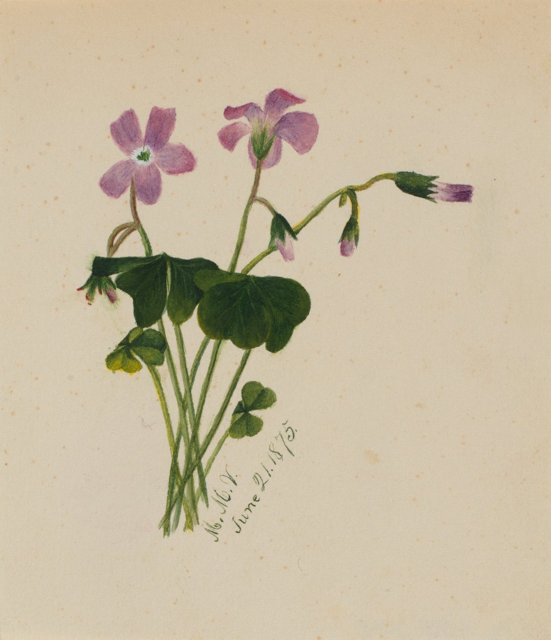  av Mary Vaux Walcott