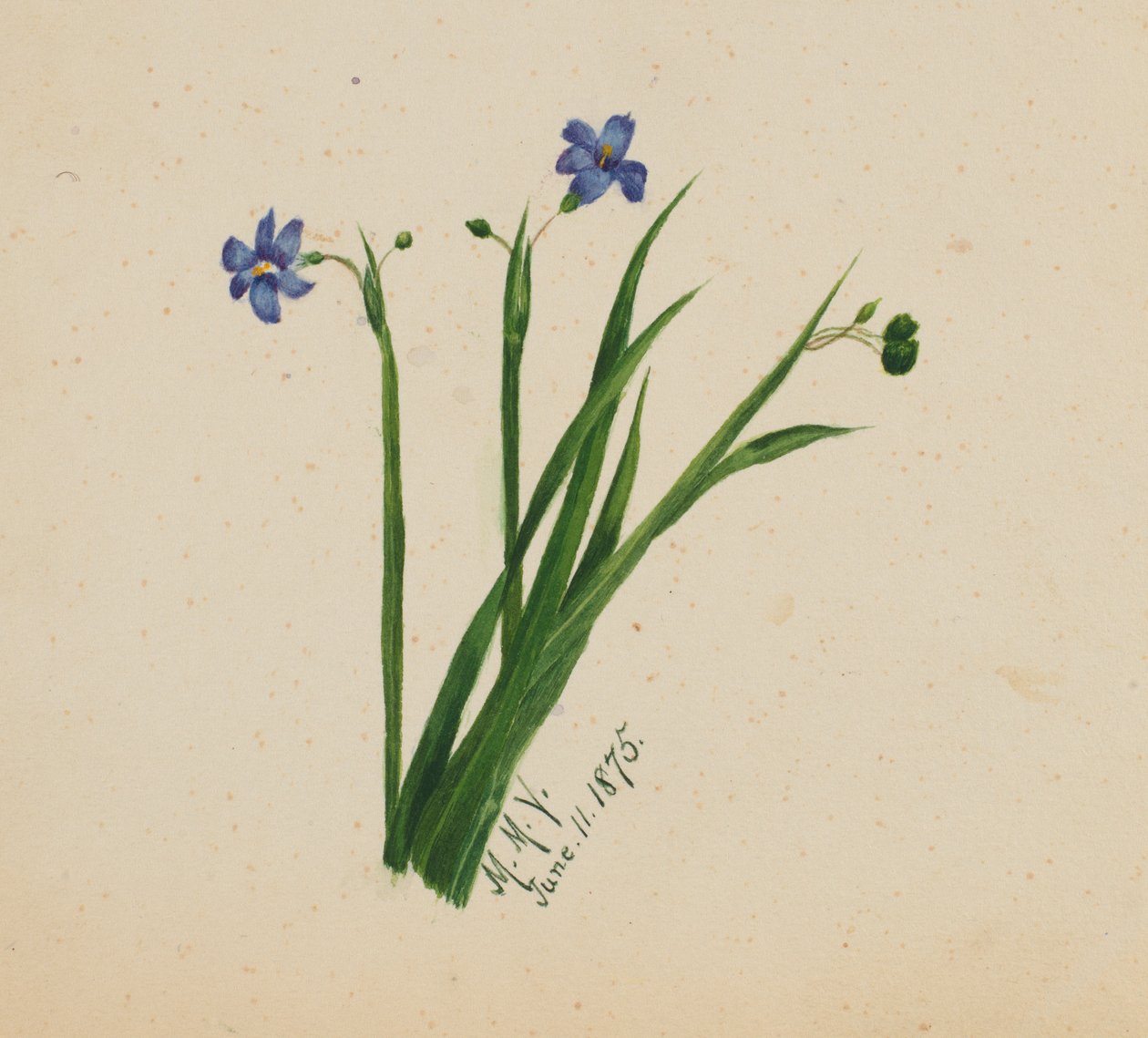  av Mary Vaux Walcott