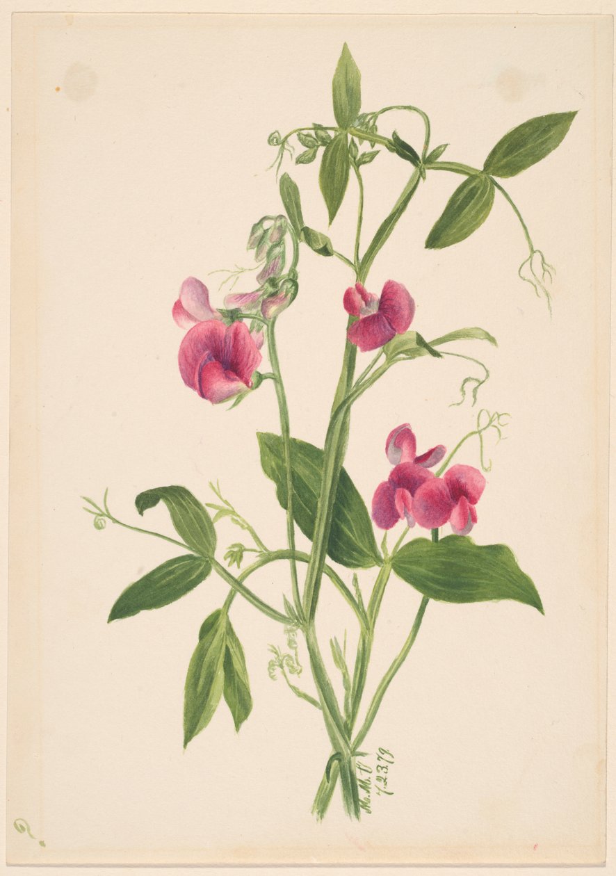  av Mary Vaux Walcott