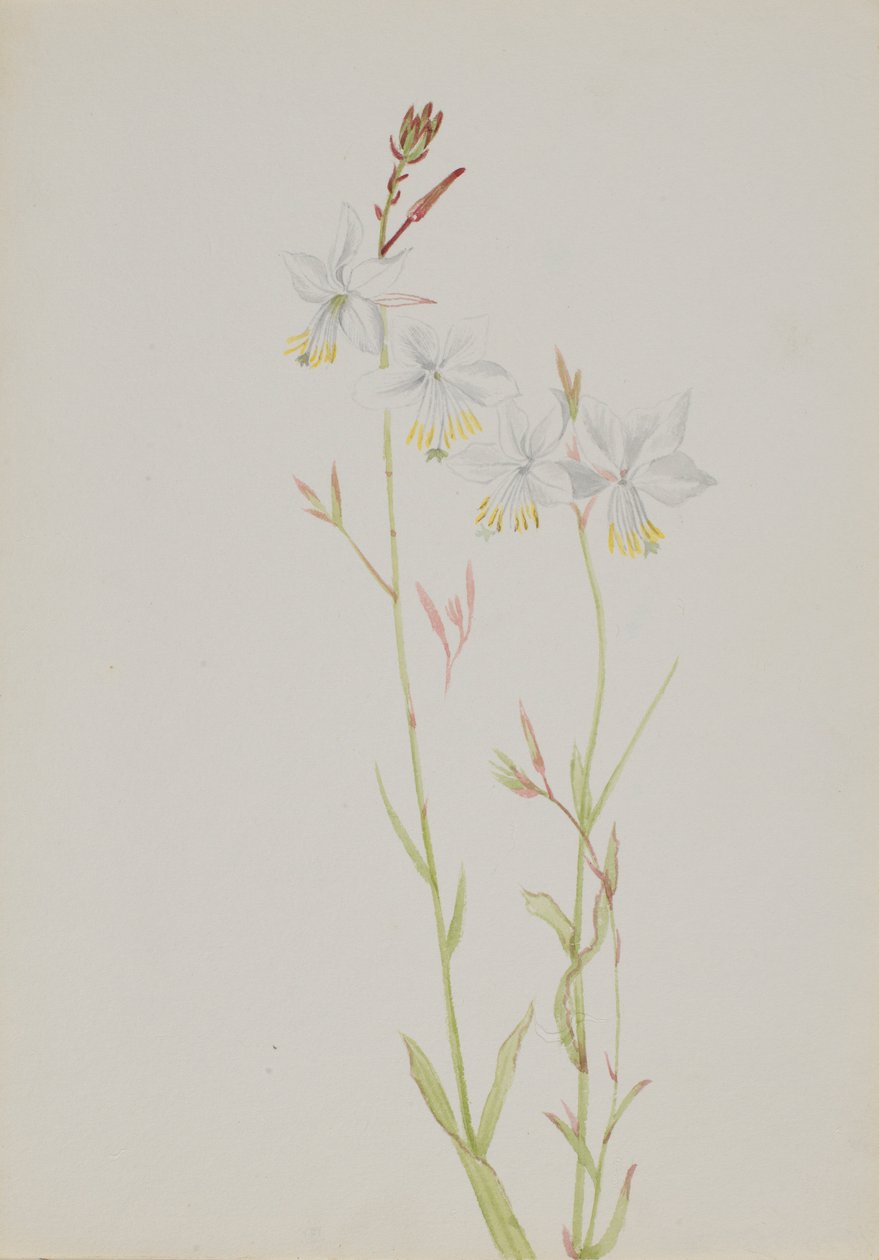  av Mary Vaux Walcott