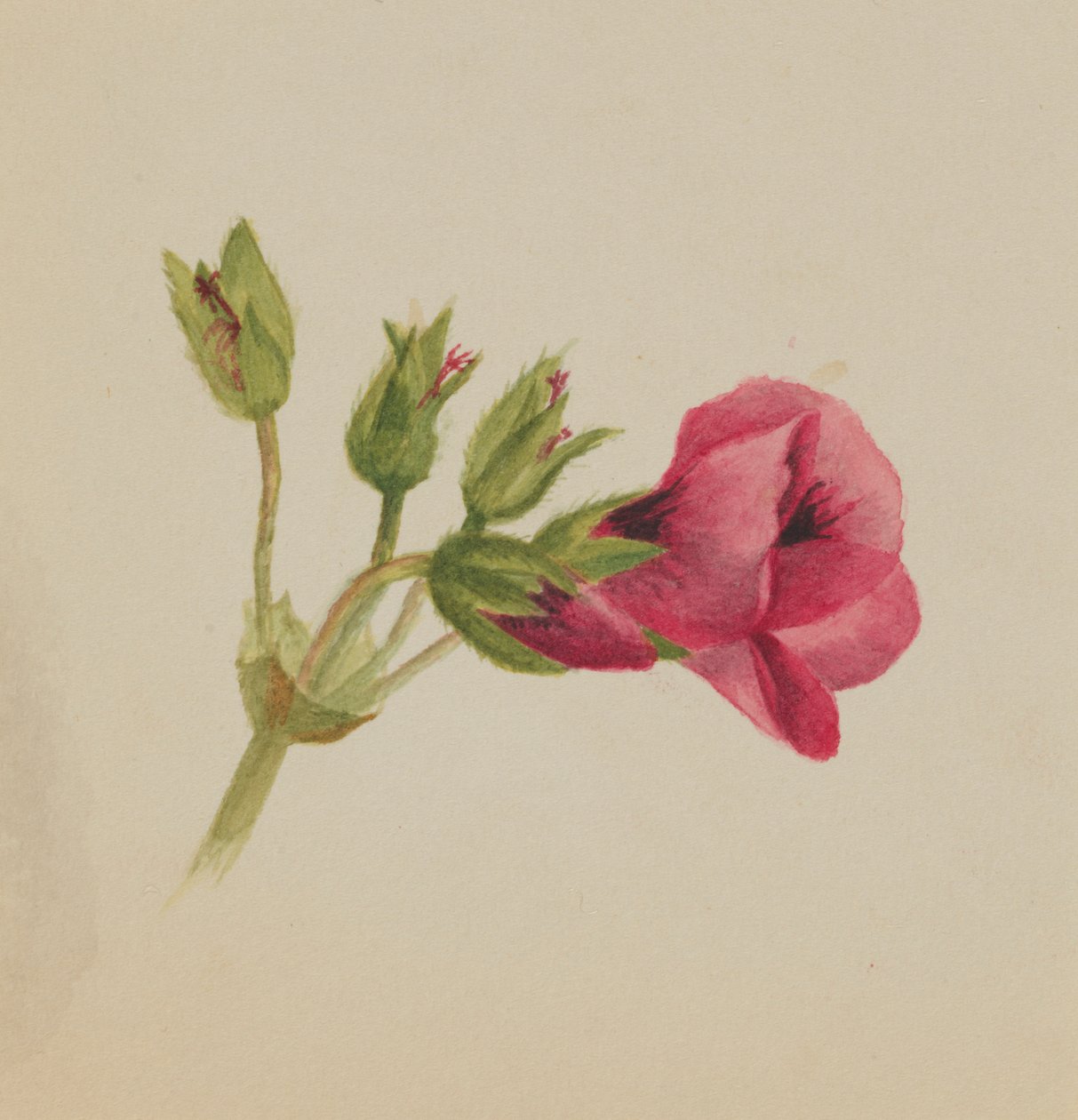 av Mary Vaux Walcott
