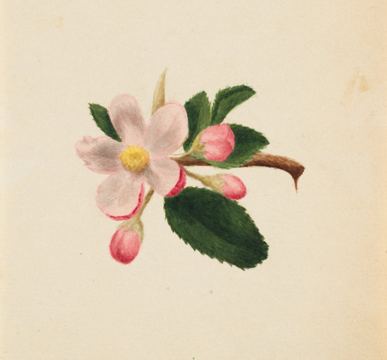  av Mary Vaux Walcott