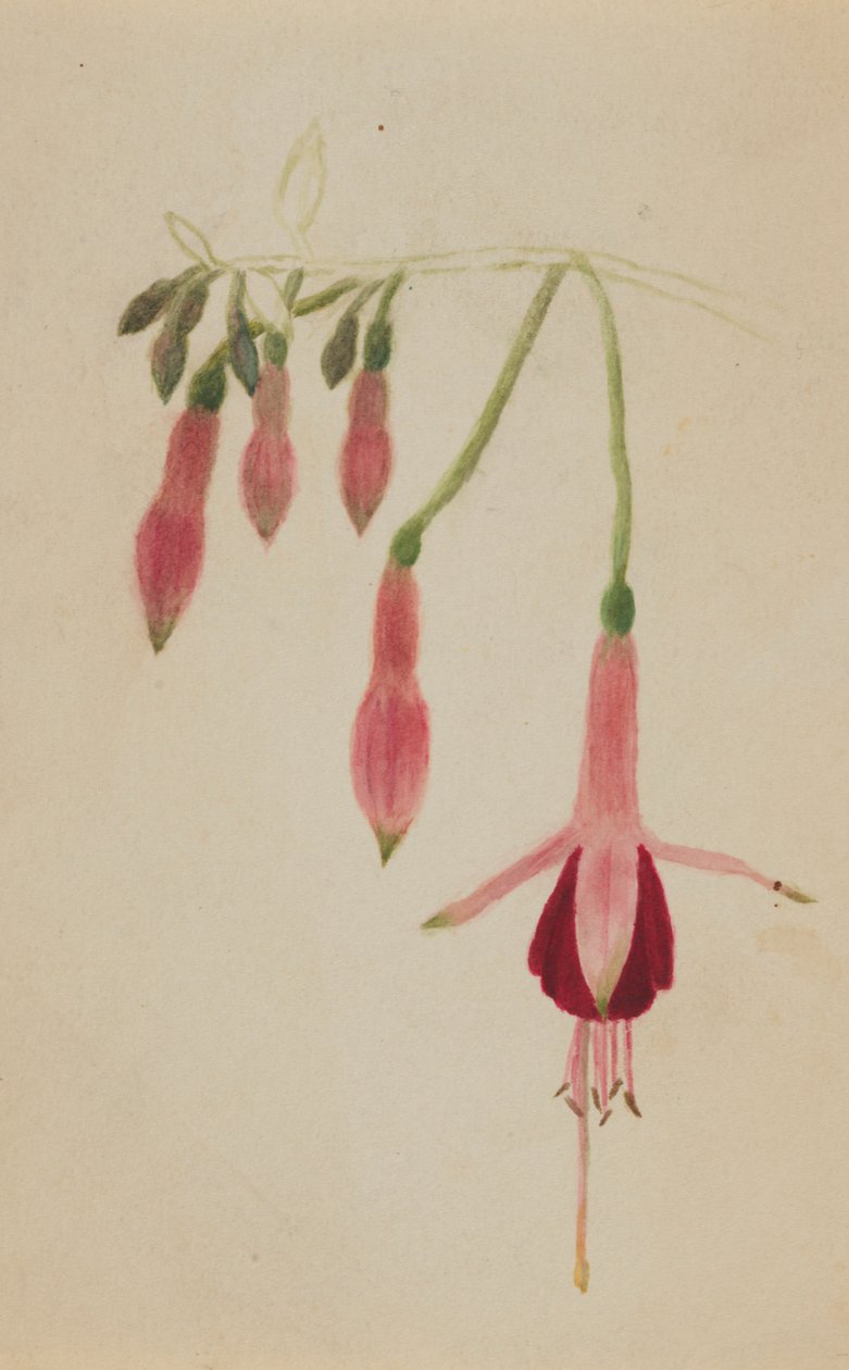  av Mary Vaux Walcott