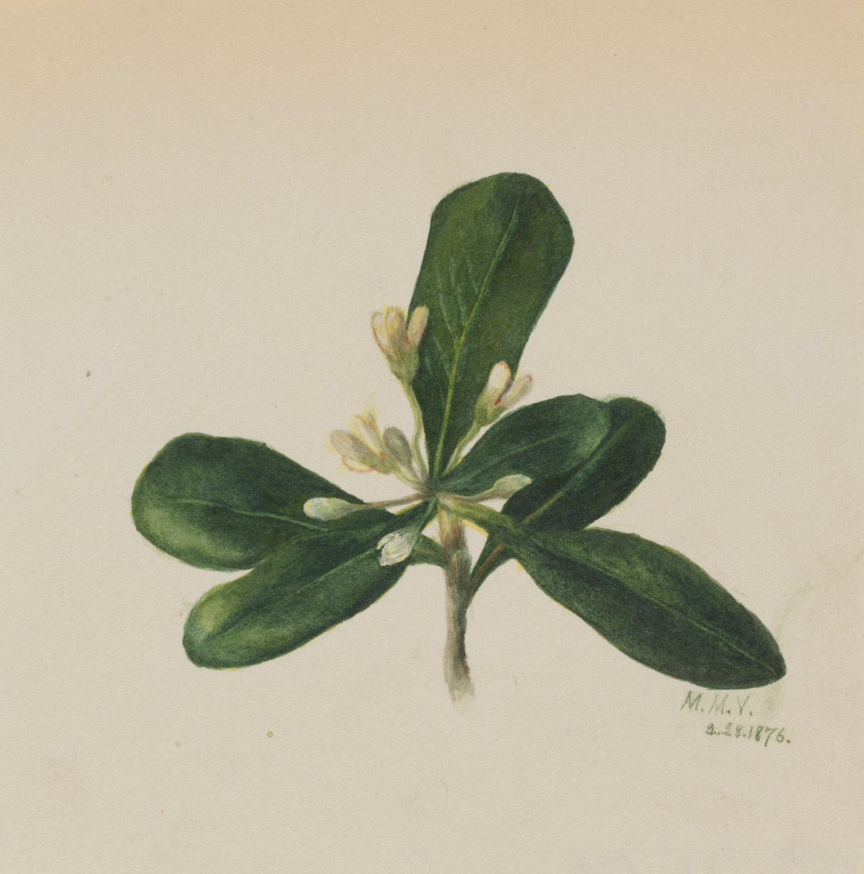  av Mary Vaux Walcott