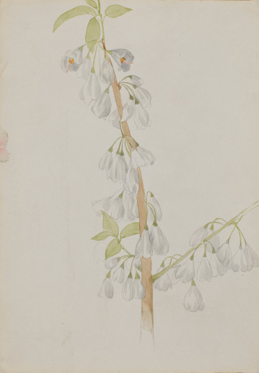  av Mary Vaux Walcott