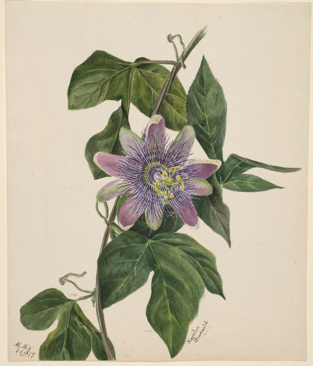  av Mary Vaux Walcott