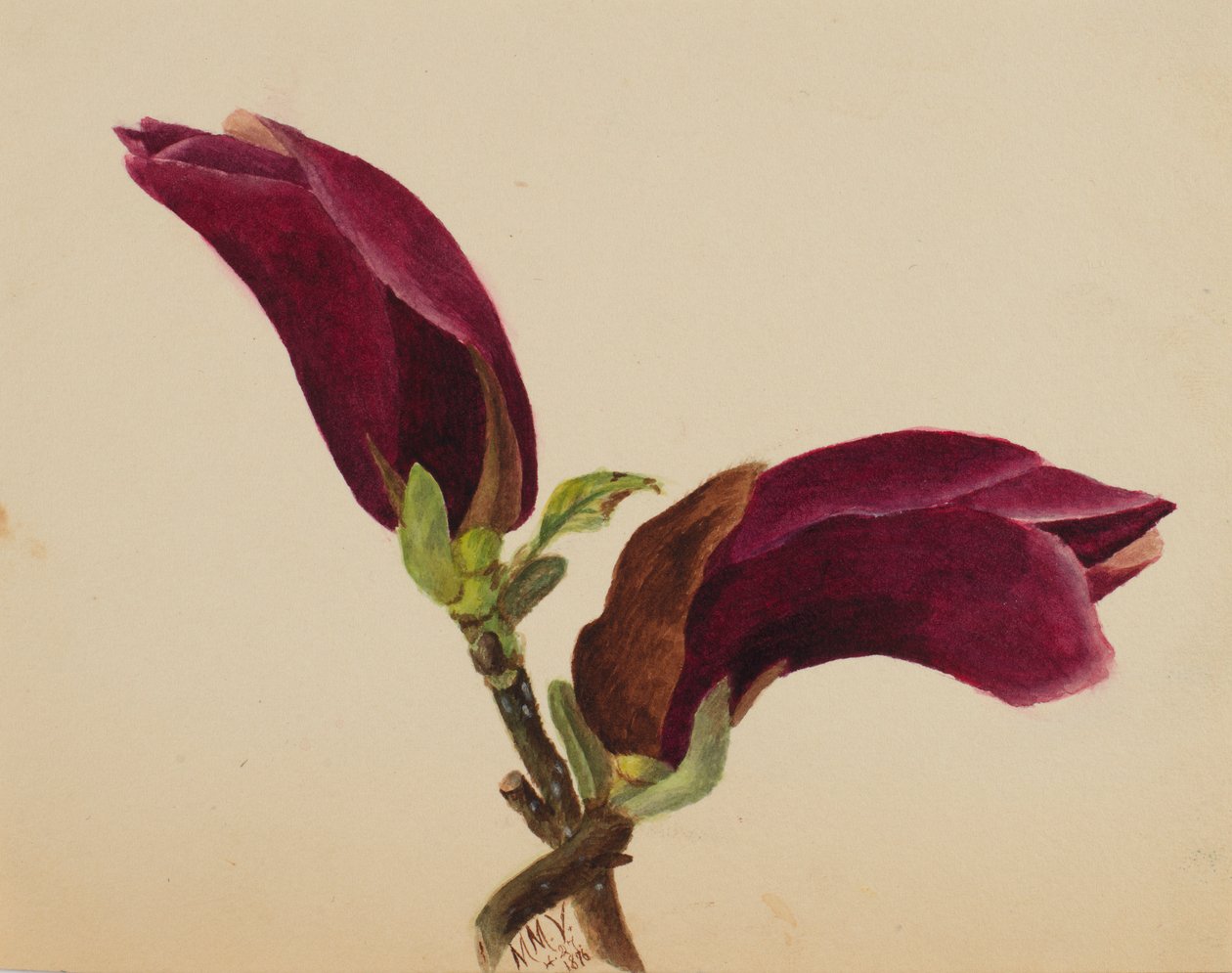  av Mary Vaux Walcott