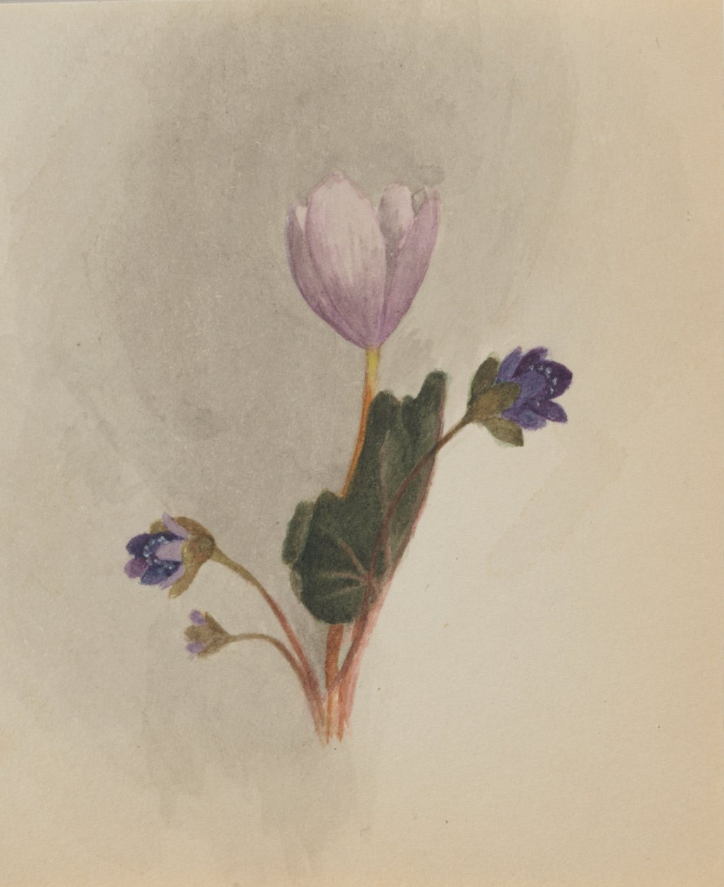  av Mary Vaux Walcott