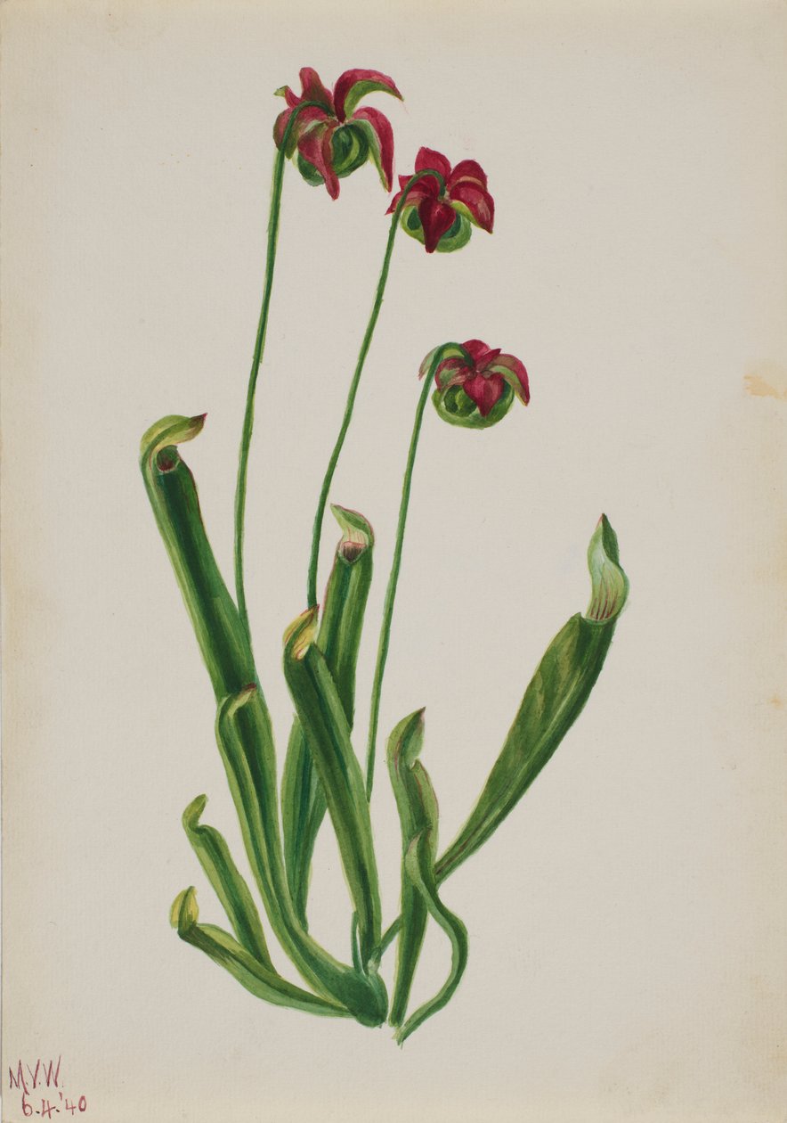  av Mary Vaux Walcott